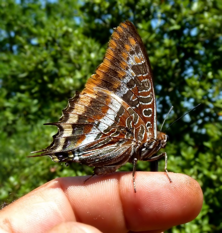 ...a volte tornano : Charaxes jasius